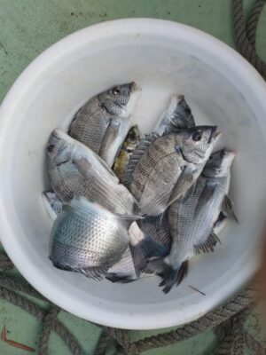 4/13（月）筏釣果